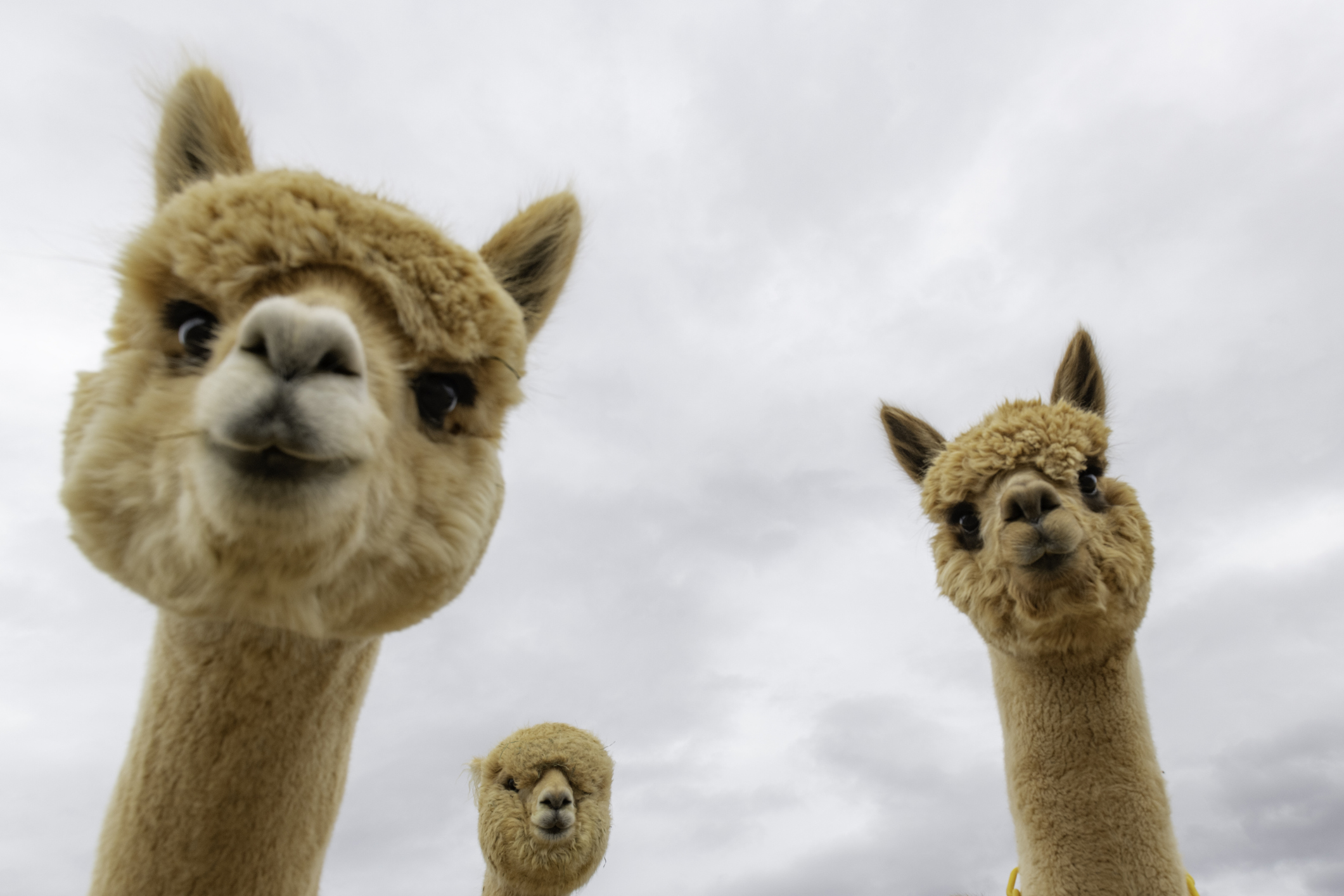 Looking up at funny shot of close up heads of alpacas