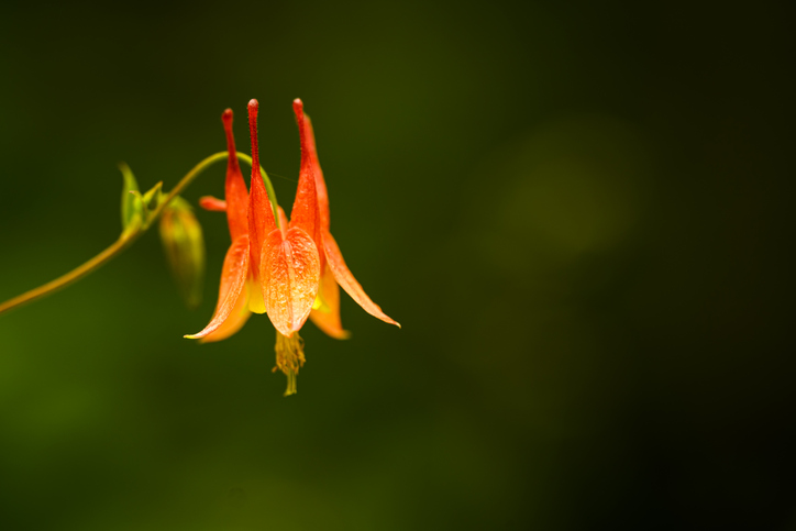 A yellow, orange to red Columbine wildflower in front a dark green background.
